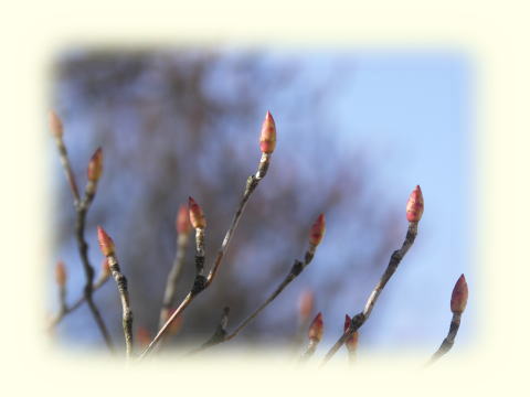 一月末の木の芽